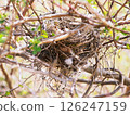Bird nest made from branches and cotton 126247159