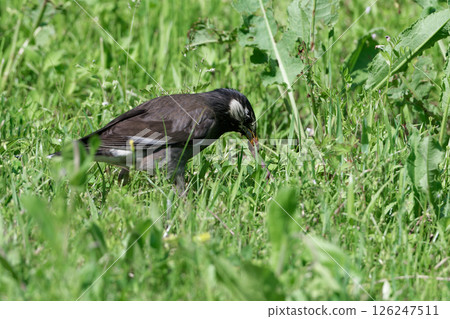 Starlings foraging in the grassland Starlings foraging in the grassland 126247511