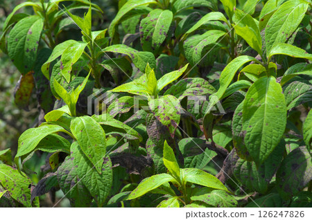 Hydrangea leaves illuminated by sunlight in late summer 126247826