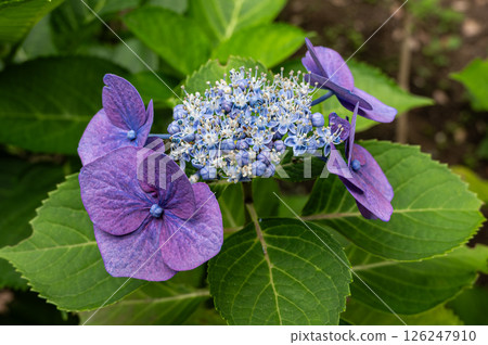 Purple hydrangea Purple hydrangea 126247910