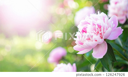 花園中淡粉紅色牡丹花的特寫 126247926