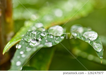 Water droplets on leaves 126247977