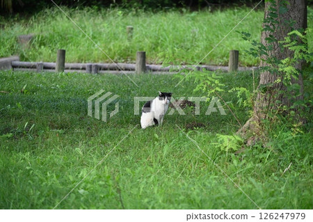 貓在樹蔭下休息 126247979