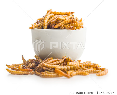 Dried salted worms. Roasted mealworms in bowl isolated on white background. Dried salted worms. Roasted mealworms in bowl isolated on white background. 126248047