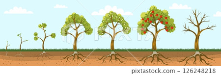 Apple tree grow. Fruit plant growing from seed, life cycle of apple trees with roots leaves, sprout, seedling, blossom tree and fruits stages. Vector plant grow stages 126248218