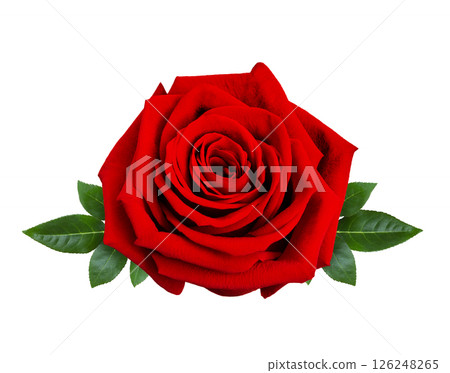 Beautiful red rose flower with green leaves isolated on a white background, close up. Beautiful red rose flower with green leaves isolated on a white background, close up. 126248265