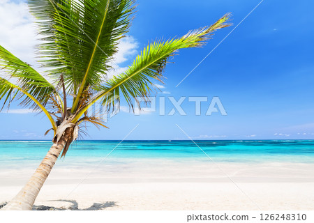 Coconut palm tree on a white sand beach in Punta Cana, Dominican Republic. 126248310