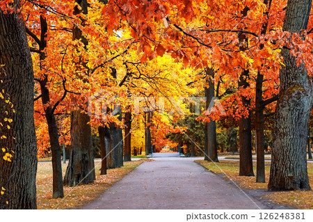 Autumn tree with golden and red leaves and path in the park. Autumn tree with golden and red leaves and path in the park. 126248381