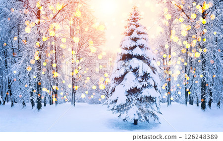Christmas fir tree in winter forest, scene with sunlight and bokeh. Christmas winter background with garland lights. 126248389