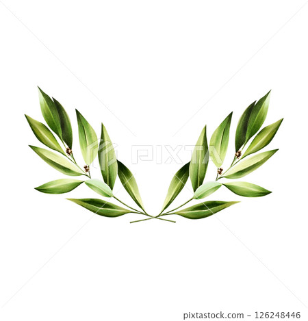Green bay leafs logo. Watercolor hand drawn Branch of laurel, olive illustration isolated on transparent background. For designers, menu, decoration, food blog, ecofriendly branding. Healthy Green bay leafs logo. Watercolor hand drawn Branch of laurel, olive illustration isolated on transparent background. For designers, menu, decoration, food blog, ecofriendly branding. Healthy 126248446