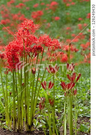 The spider lilies mark in people's minds the change of season from summer to autumn. 126249430