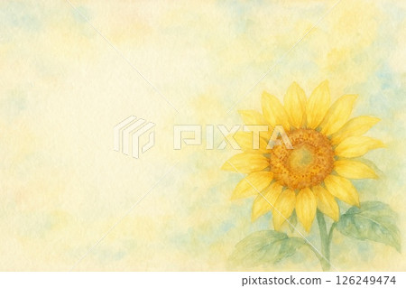 Sunflower flower 126249474