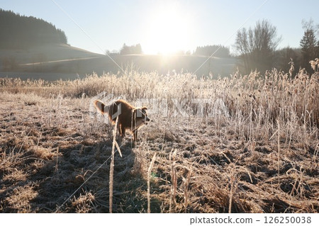 Dog is walking through a field of tall grass 126250038