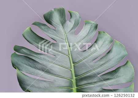 Vibrant monstera leaf on soft purple background highlighting tropical foliage Vibrant monstera leaf on soft purple background highlighting tropical foliage 126250132
