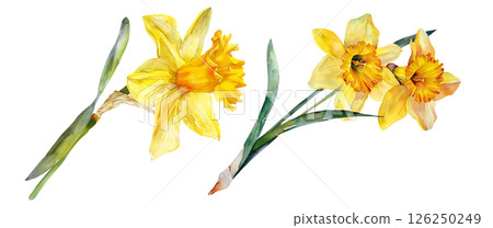 Set of flower, Daffodil in watercolor style isolated on a transparent background. 126250249