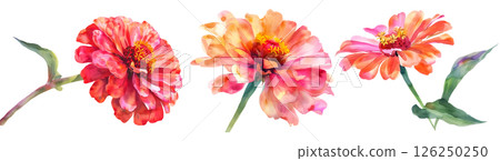 Set of flower, Zinnia in watercolor style isolated on a transparent background. 126250250
