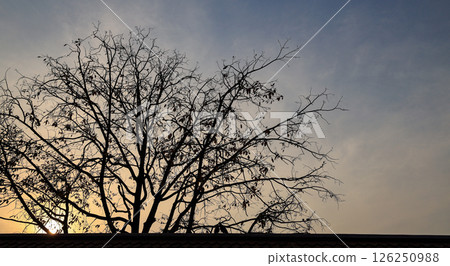 Silhouette Tree in the sunset. Silhouette Tree in the sunset. 126250988