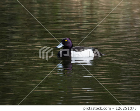 Male tufted duck swims on a pond 126251073