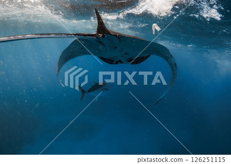 Manta ray swims in ocean. Sting ray fish in dirty blue ocean 126251115