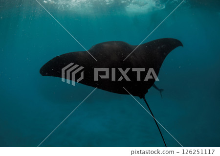 Manta ray fish swims underwater. Snorkeling with sting ray fish in tropical sea Manta ray fish swims underwater. Snorkeling with sting ray fish in tropical sea 126251117