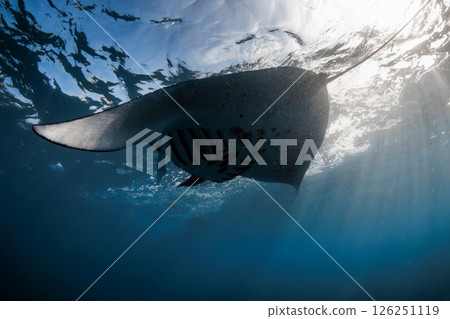 Giant manta ray fish swims in ocean. Snorkeling with sting ray fish in blue sea 126251119