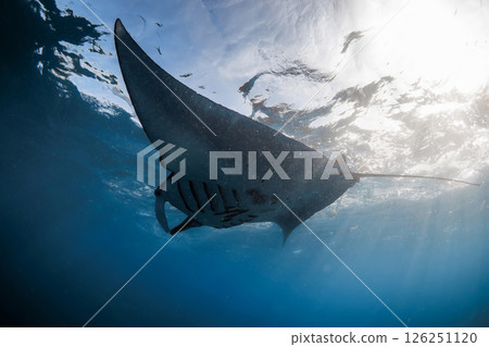 Manta ray fish glide underwater in ocean. Snorkeling with sting ray fish in blue sea 126251120
