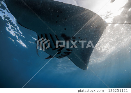 Manta ray under the surface of sunlit tropical ocean, captured in magical underwater light. Manta ray under the surface of sunlit tropical ocean, captured in magical underwater light. 126251121