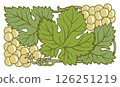 Grape vine or grape branch decorative elements, vector set. Isolated hanging grape twigs with green and purple berries. Framing or decor for banner design Grape vine or grape branch decorative elements, vector set. Isolated hanging grape twigs with green and purple berries. Framing or decor for banner design 126251219