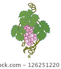 Grape vine or grape branch decorative elements, vector set. Isolated hanging grape twigs with green and purple berries. Framing or decor for banner design Grape vine or grape branch decorative elements, vector set. Isolated hanging grape twigs with green and purple berries. Framing or decor for banner design 126251220