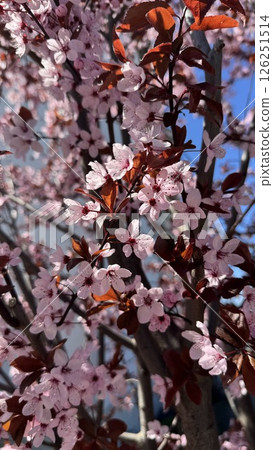 Cherry blossoms blooming on branches with vibrant pink flowers and rich brown leaves against a clear blue sky showcasing the beauty of nature and springtime floral concept 126251514