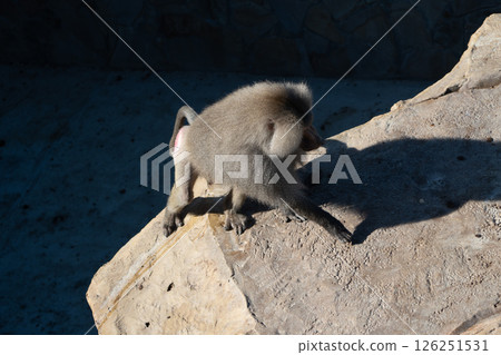 Monkey Rock Climbing Shadow Zoo 126251531