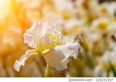 Iris flower blossom: White irises bloom in garden during sunny spring daytime for pollination and beauty. 126251567