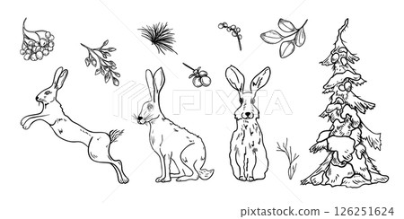 Hares and botanical clipart hand drawn black white outline vector illustration. Snowy pine tree, rabbits, leaves and rowan berries linear sketch hand painted for winter landscape, Christmas design. Hares and botanical clipart hand drawn black white outline vector illustration. Snowy pine tree, rabbits, leaves and rowan berries linear sketch hand painted for winter landscape, Christmas design. 126251624