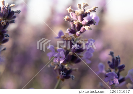 Lavender Flowers Field Bloom: Close-up image showcasing vibrant purple lavender blossoms in a field, likely during summer, for aesthetic appreciation. 126251657