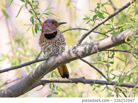 Northern flicker perching on branch tree, Canada Northern flicker perching on branch tree, Canada 126252047