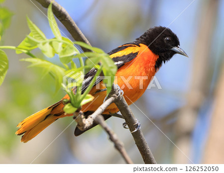 Baltimore oriole perched on a tree trunk in the forest, Canada 126252050