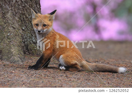 Red fox baby portrait in the forest with violet flowers background, Canada 126252052