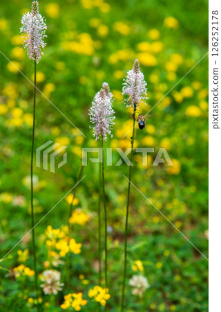 bee and flower. Plantago media, known as the hoary plantain, is a species of flowering plant in the plantain family Plantaginaceae 126252178