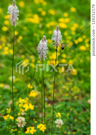 bee and flower. Plantago media, known as the hoary plantain, is a species of flowering plant in the plantain family Plantaginaceae 126252179
