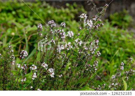 Pillow thyme, Thymus caespititius is a loosely cushiony subshrub with small, hairy, medium green leaves on thin, woody stems. Pillow thyme, Thymus caespititius is a loosely cushiony subshrub with small, hairy, medium green leaves on thin, woody stems. 126252183