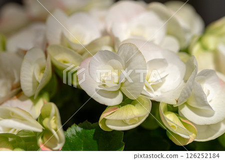 Hydrangea is a genus of more than 70 species of flowering plants native to Asia and the Americas. 126252184