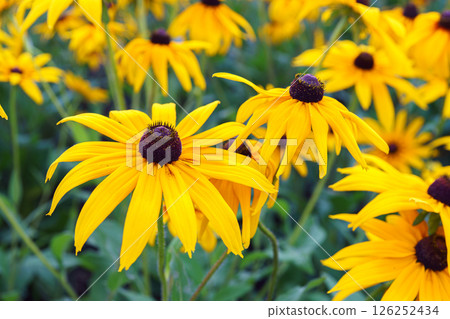 Yellow flowers of Rudbeckia fulgida, coneflowers or black eyed Susan in the garden, meadow or lawn Yellow flowers of Rudbeckia fulgida, coneflowers or black eyed Susan in the garden, meadow or lawn 126252434