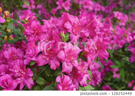 Blooming pink japan Azalea Ericaceae bush, Rosinetta, rhododendron flower background 126252449