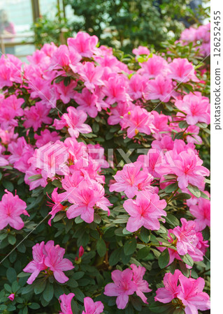 Blooming pink japan Azalea Ericaceae bush, Geisha Purple, rhododendron flower macro, background 126252455