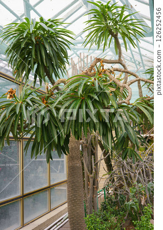 Pachypodium lamerei or Madagascar palm, succulent plant in greenhouse of botanical garden Pachypodium lamerei or Madagascar palm, succulent plant in greenhouse of botanical garden 126252456