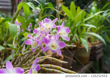 Bright Dendrobium purple orchid flower blooming in garden or greenhouse on green plants background 126252458