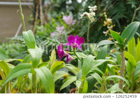 Bright puprple Dendrobium bigibbum orchid flower in garden or greenhouse on green plants background 126252459