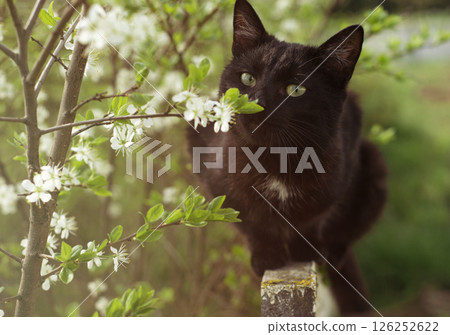 Black kitty sniffing flower. Spring black cat. Aroma. 126252622