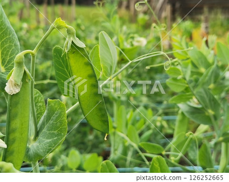 Fresh peas growing in a garden Fresh peas growing in a garden 126252665