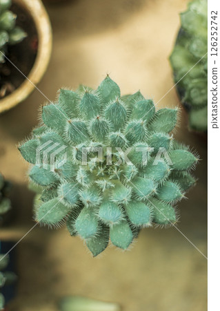 A close up of a flower. close up of succulent flower A close up of a flower. close up of succulent flower 126252742